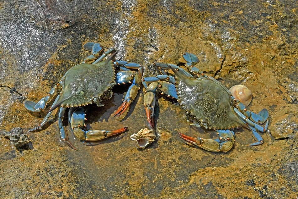 Crabe bleu (callinectes sapidus) femelles à marée basse en été. © plongez bios jean claude carton