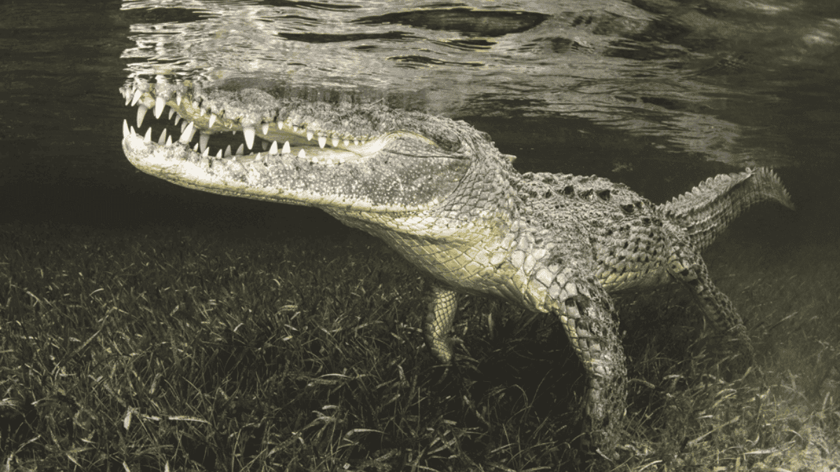 Croco couverture