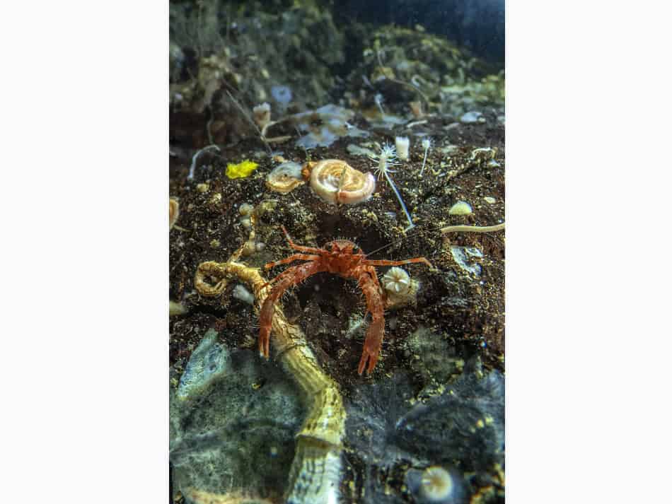 Du Feu Sous La Mer Laurent Ballesta 11