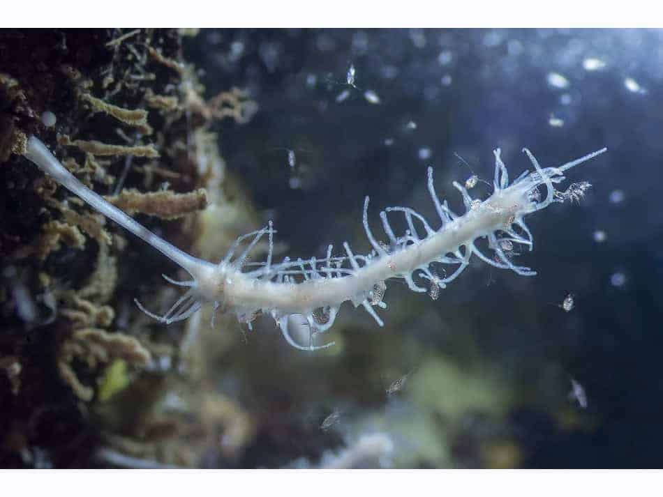 Du Feu Sous La Mer Laurent Ballesta 13