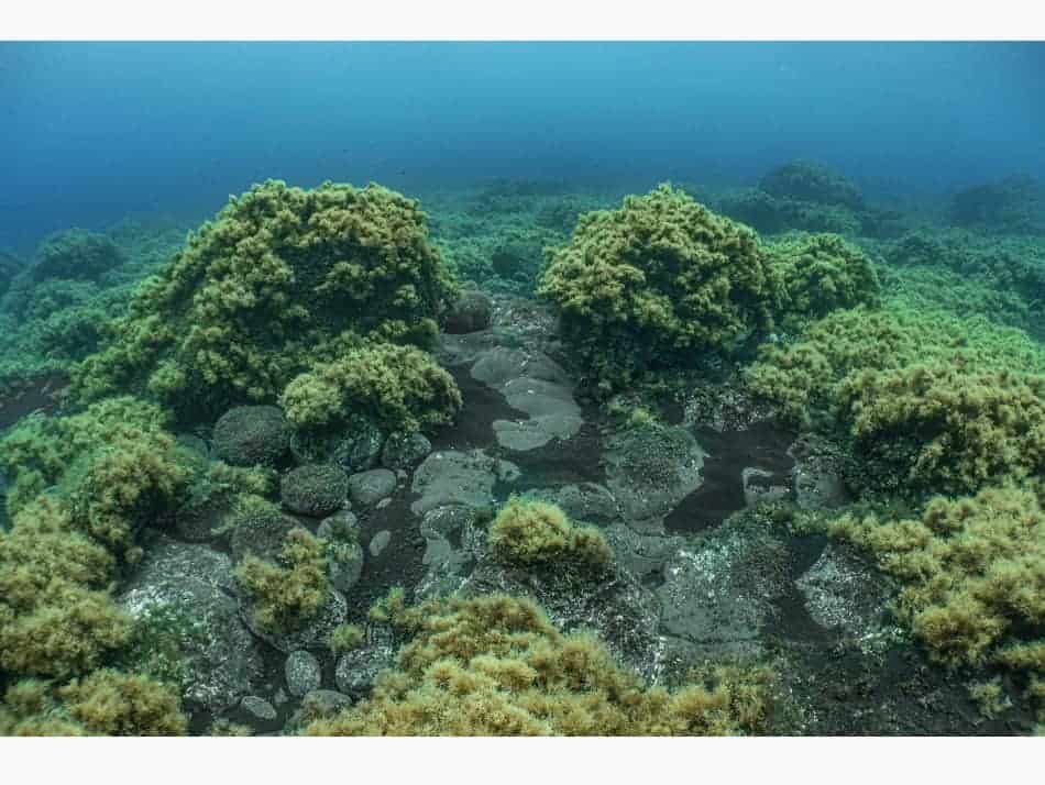 Du Feu Sous La Mer Laurent Ballesta 22