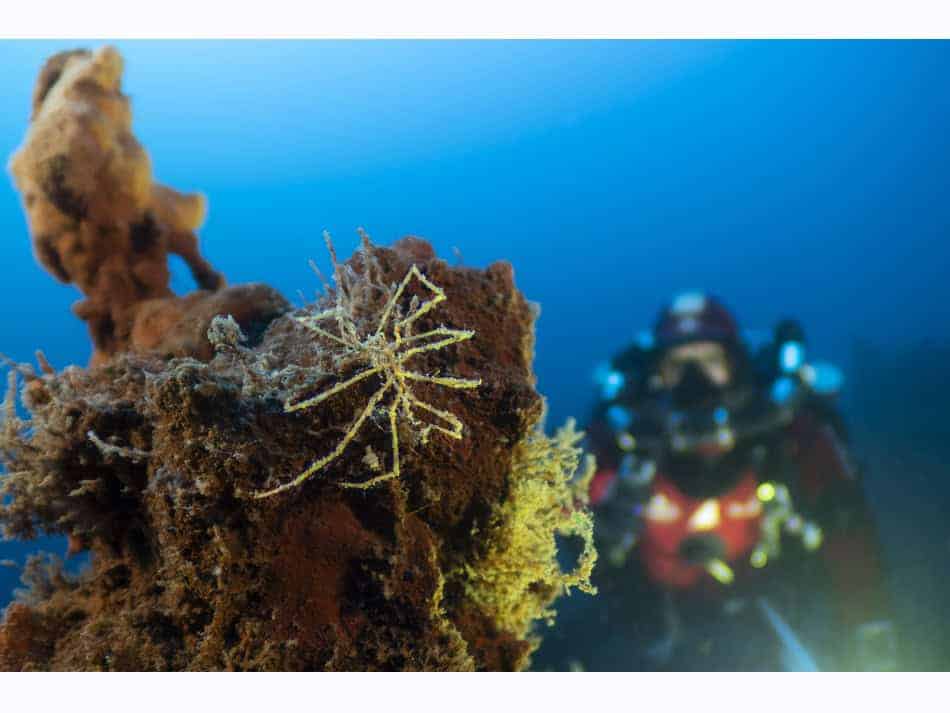 Du Feu Sous La Mer Laurent Ballesta 23