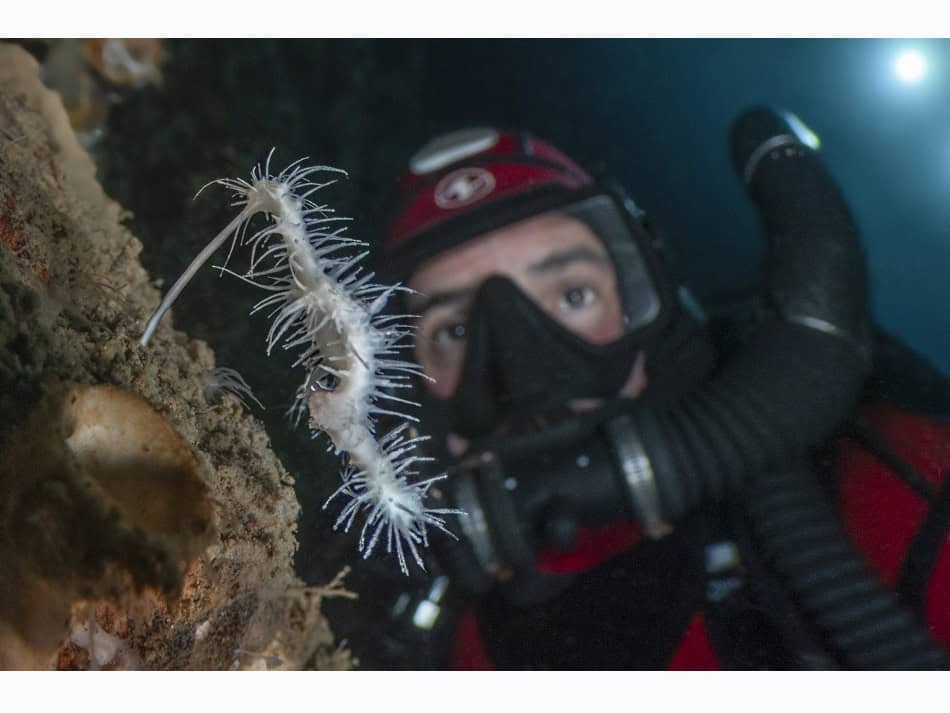 Du Feu Sous La Mer Laurent Ballesta 3