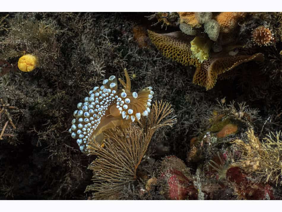 Du Feu Sous La Mer Laurent Ballesta 4
