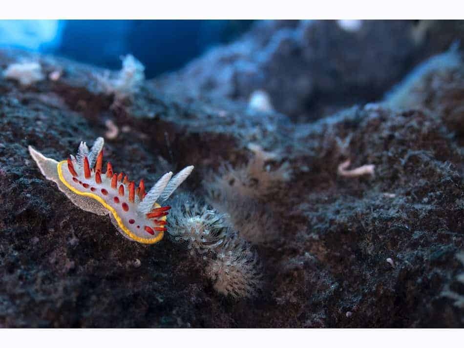 Du Feu Sous La Mer Laurent Ballesta 7