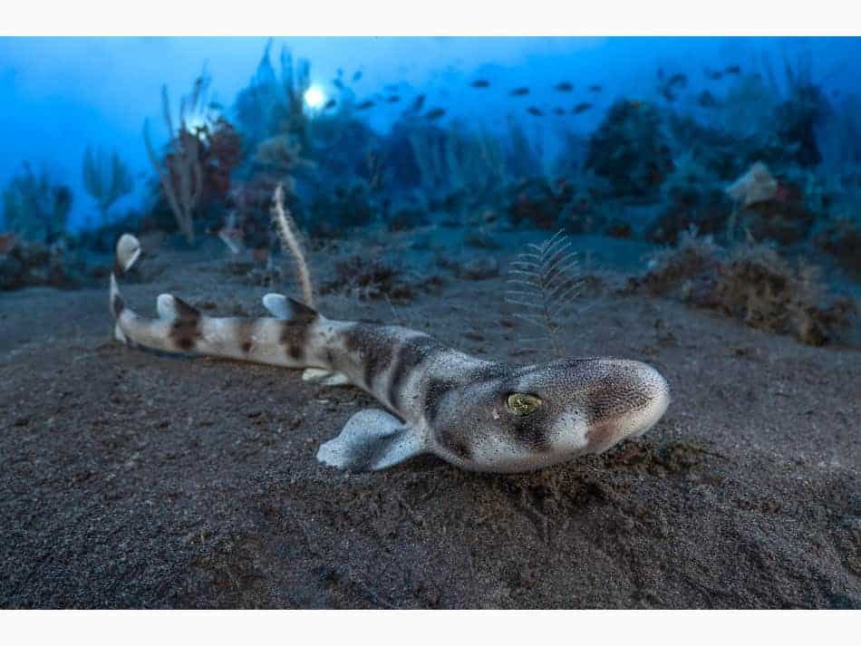 Du Feu Sous La Mer Laurent Ballesta 9
