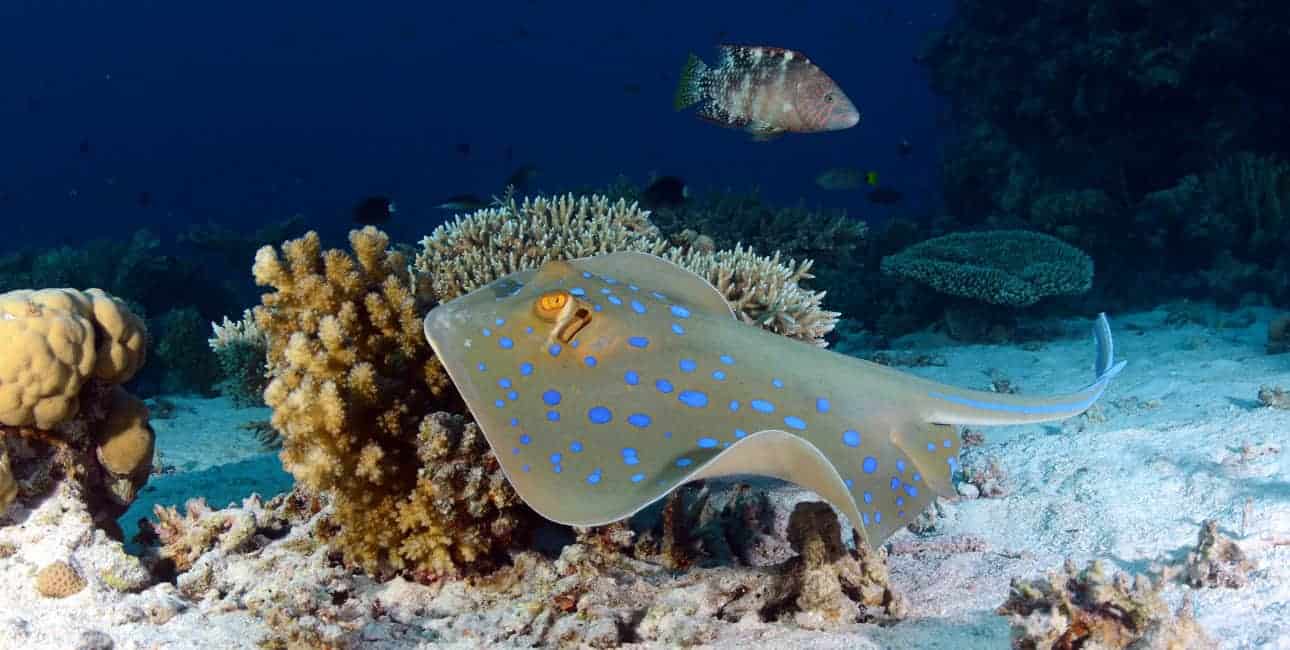 Hurghada daniel breckmann