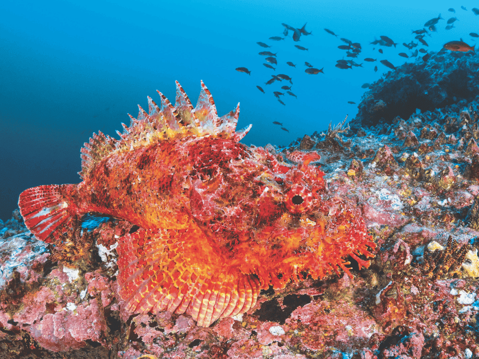 Malpelo (9)