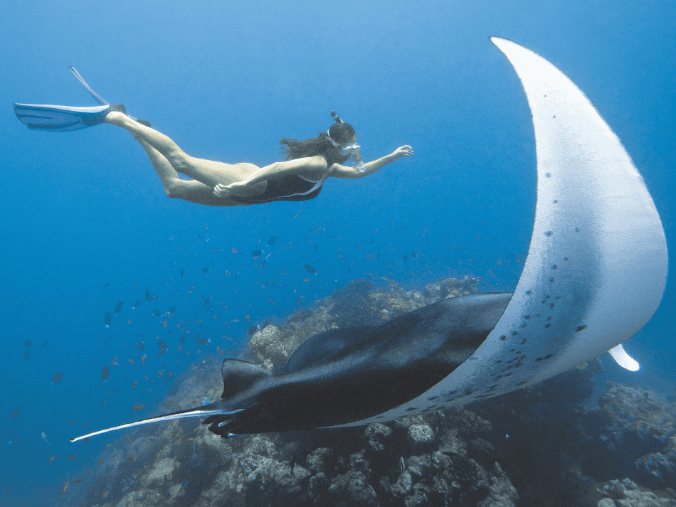 Manta (2)
