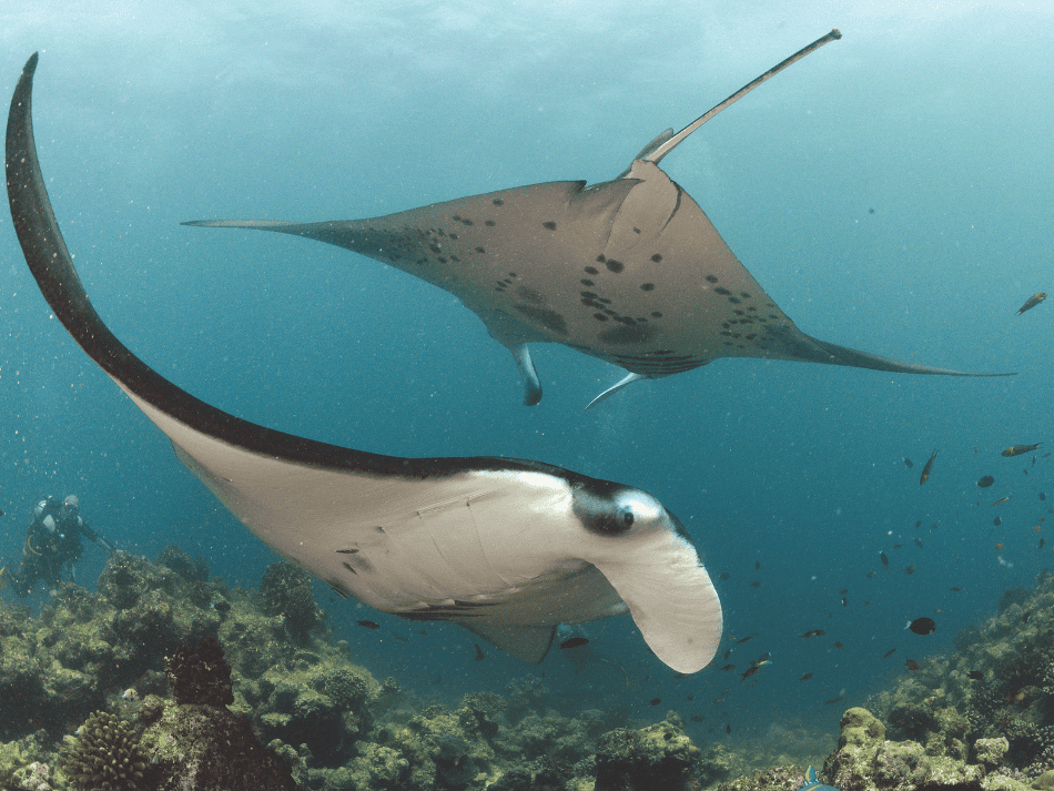 Manta (6)