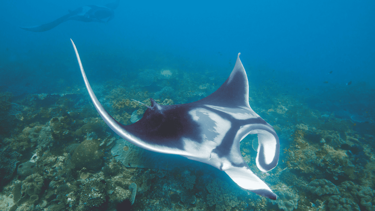 Manta couverture (2)