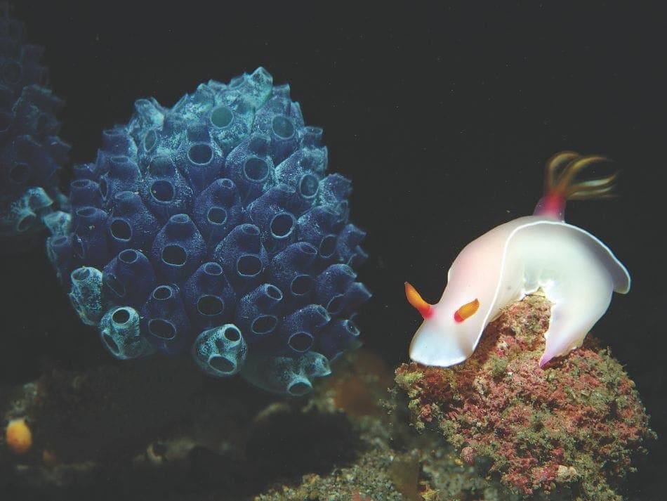 Muck dive 5