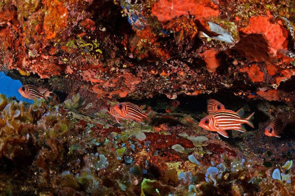 Poisson écureuil sombre sargocentron vexillarium nicolas barraque