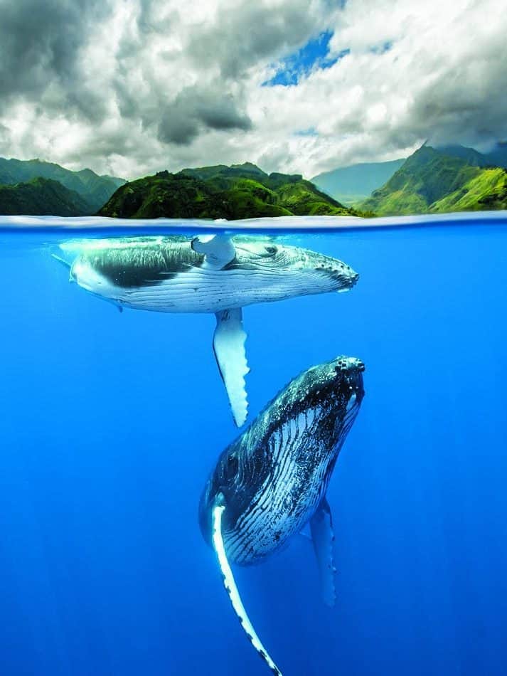 Baleine