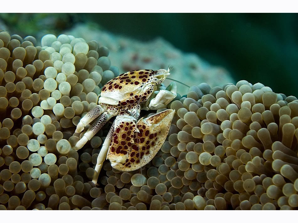 Bunaken Crabe Porcelaine Anémone 45 Herve Colombini