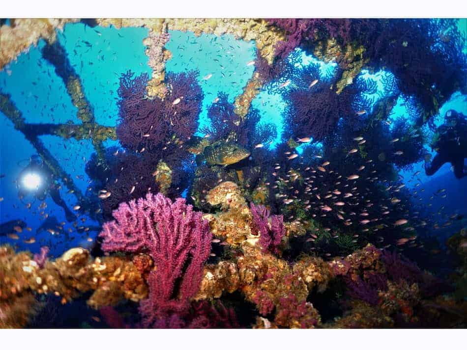 Immersion Volontaire Patrice Courtin
