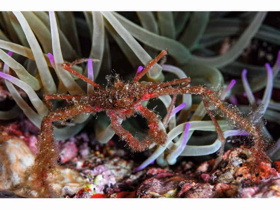 Les Crabes Dans Tous Leurs états 12