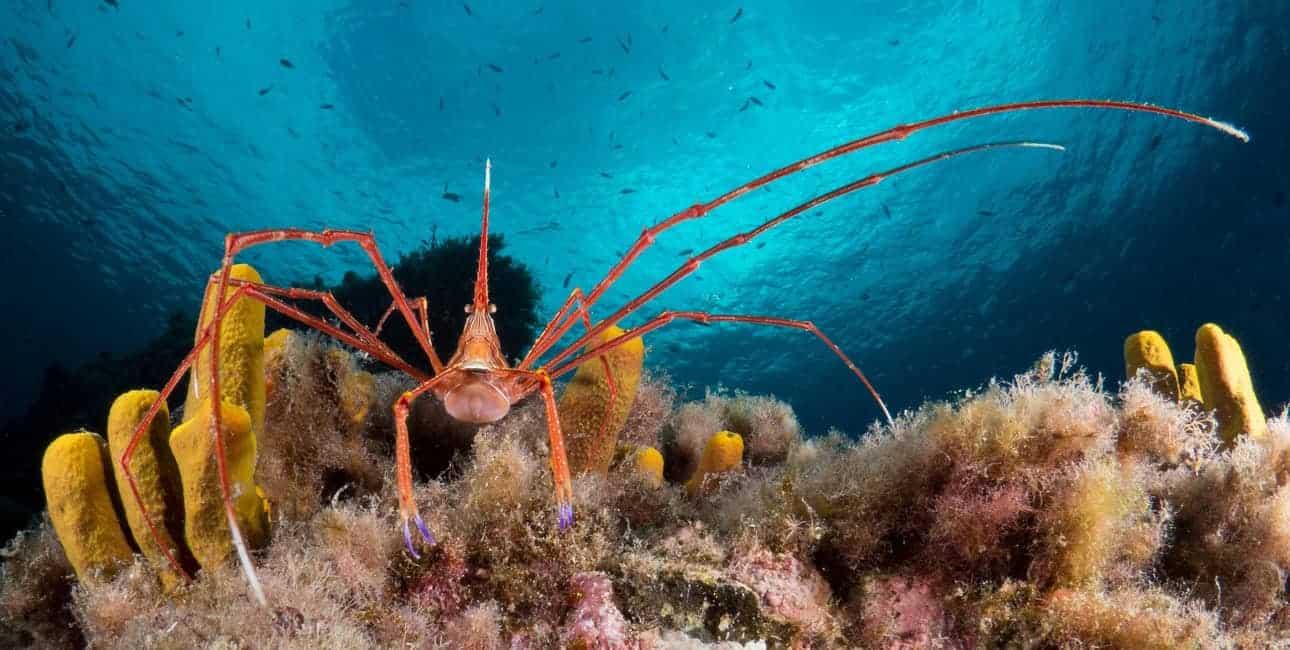 Les Crabes Dans Tous Leurs états