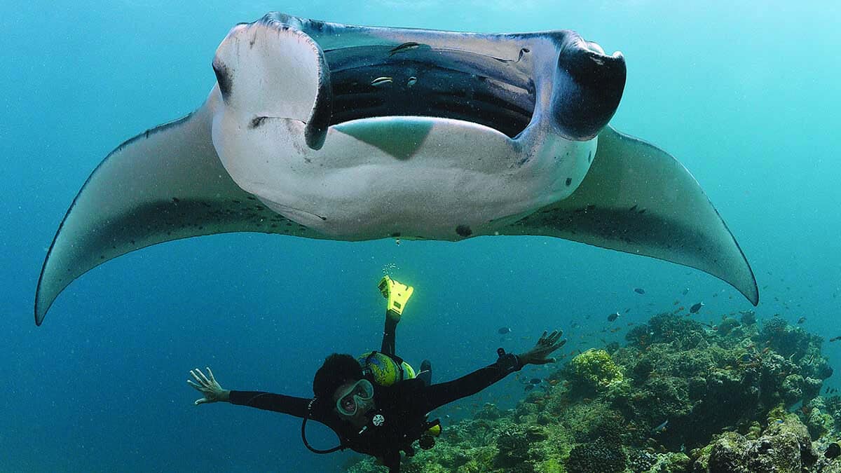 Manta et plongeur