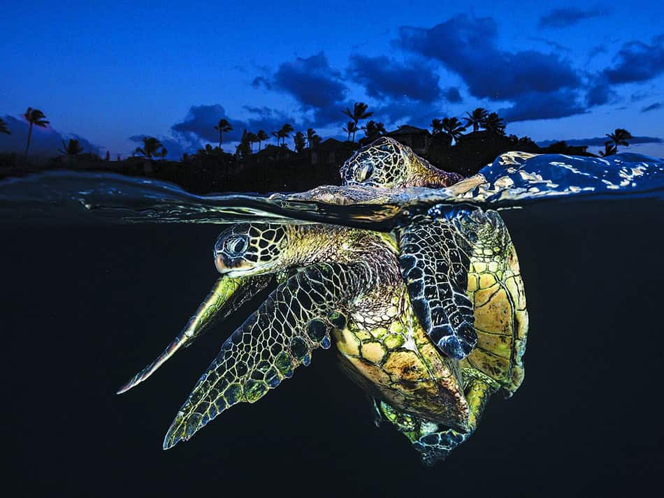Mating tortue