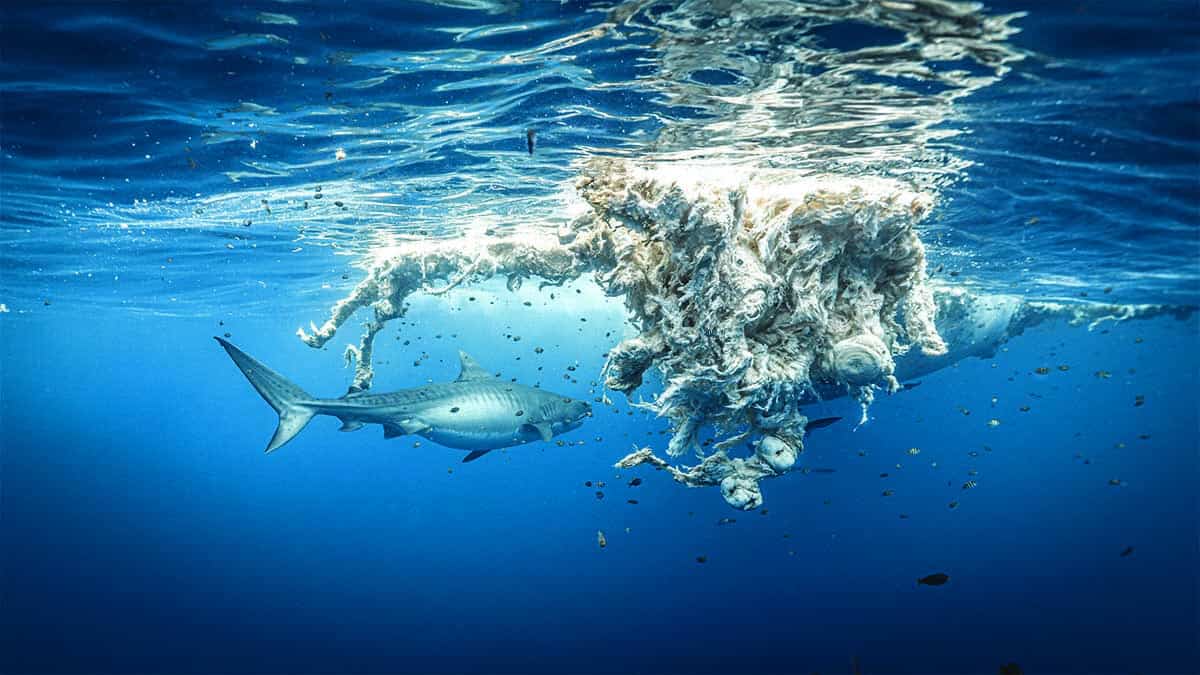 Ouverture requins tigres
