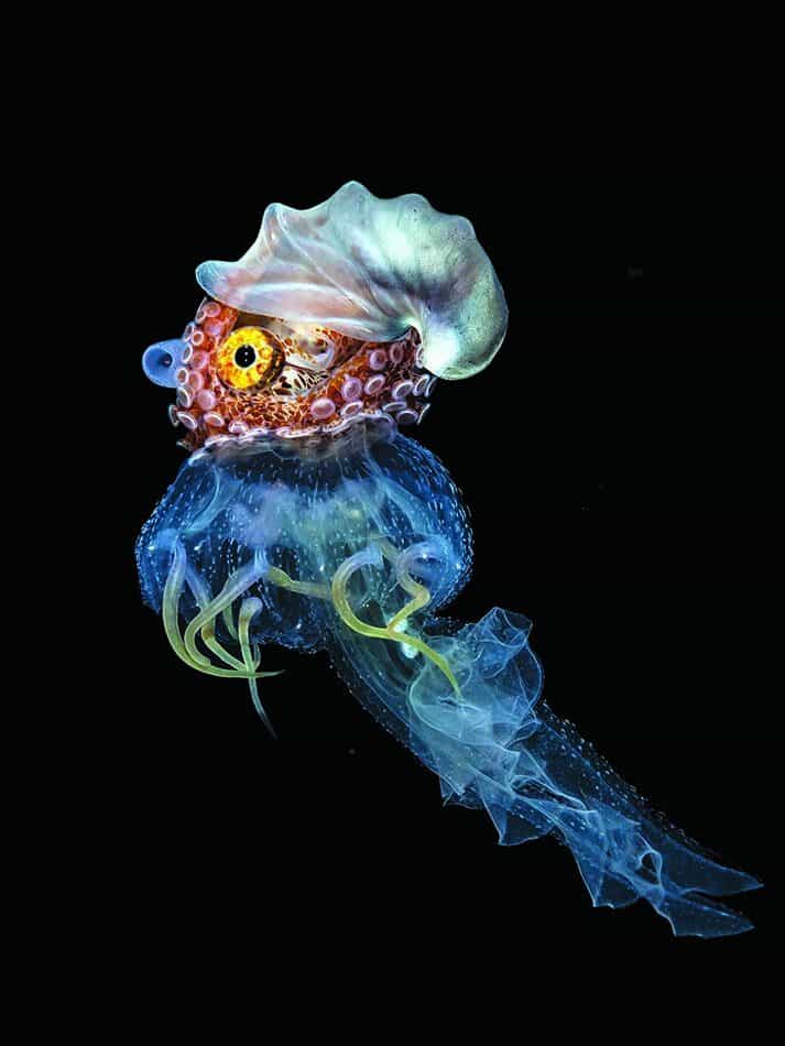 Papernautilus