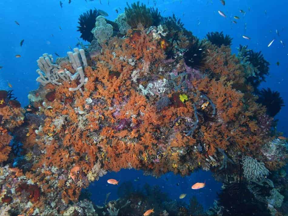Raja Ampat Nicolas Barraqué
