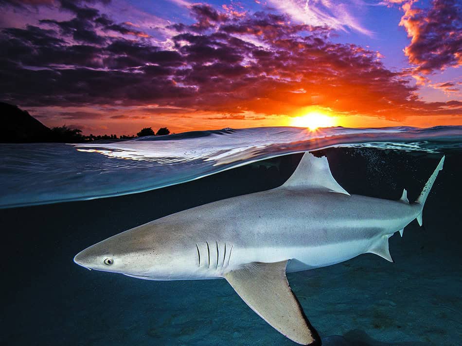Requin