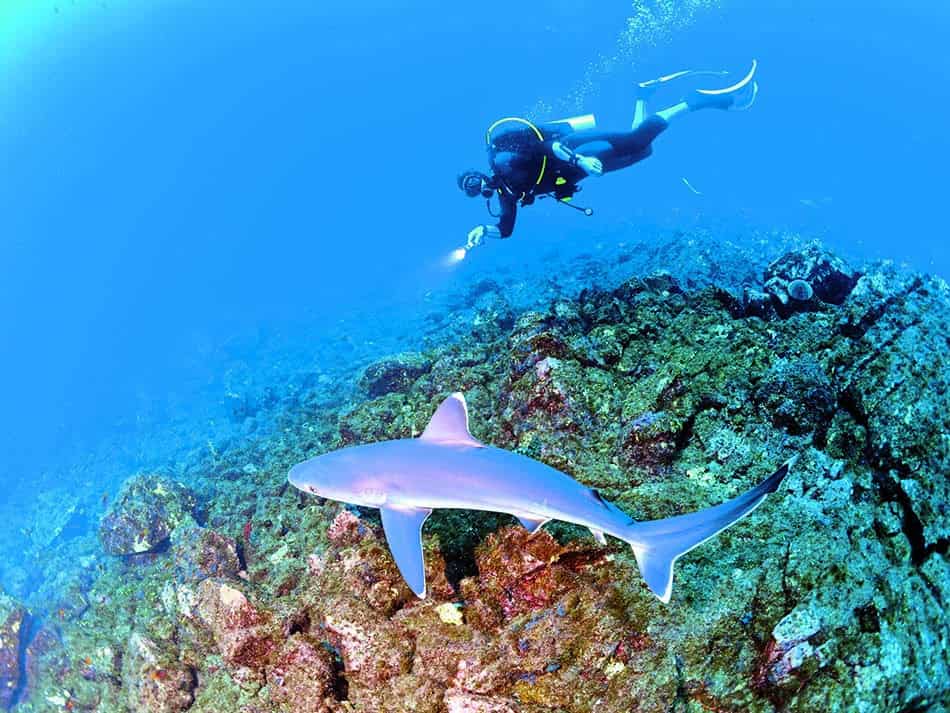 Requin et plongeur