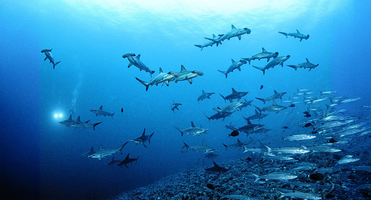 Requin