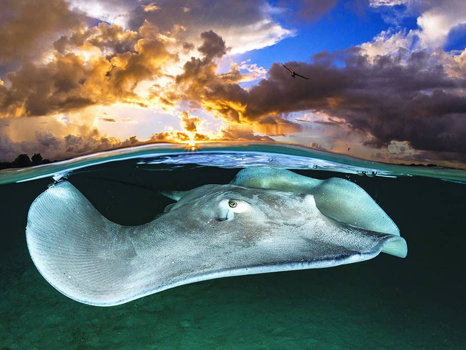 Stingray