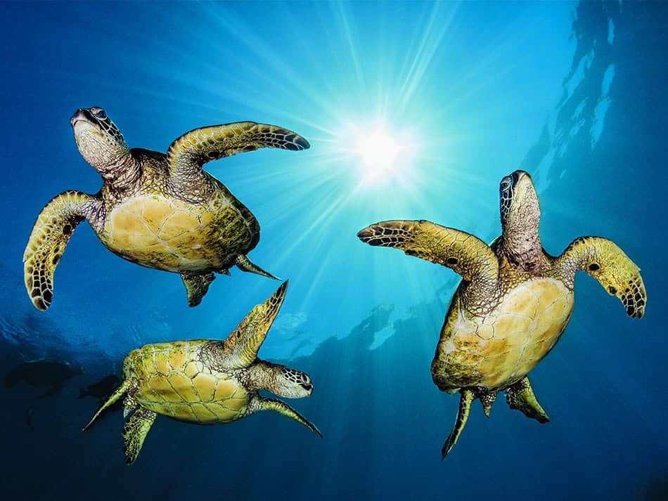 Tortue renée