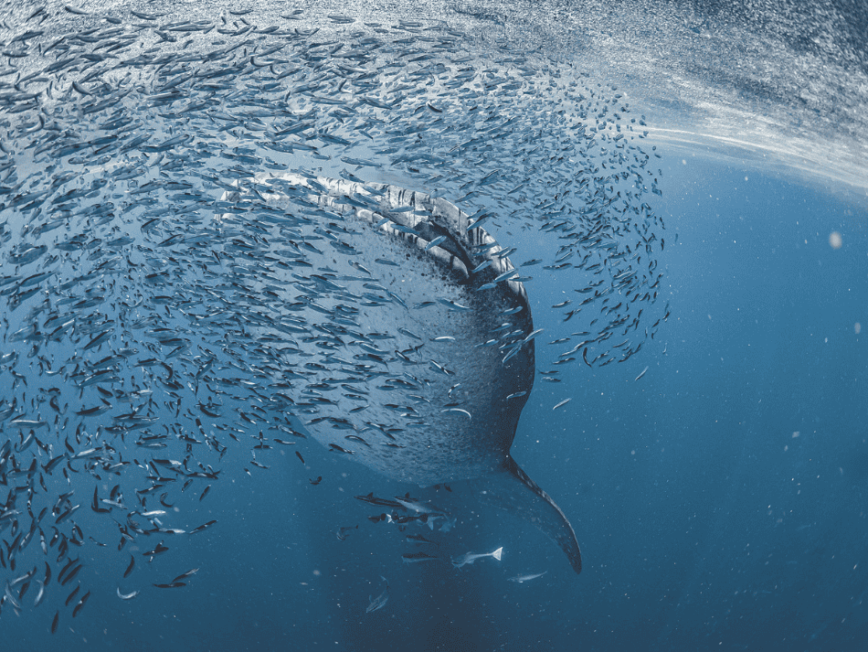 Whaleshark (1)