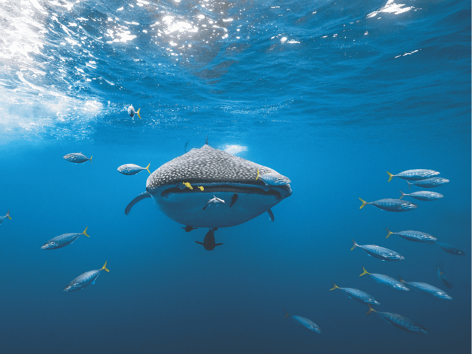 Whaleshark (11)