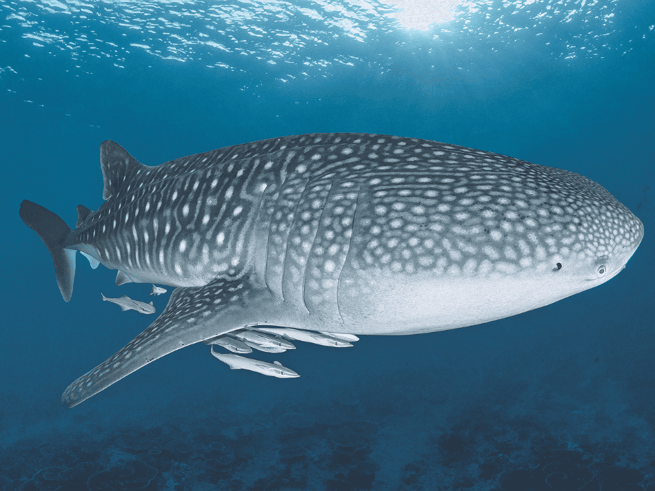Whaleshark (7)