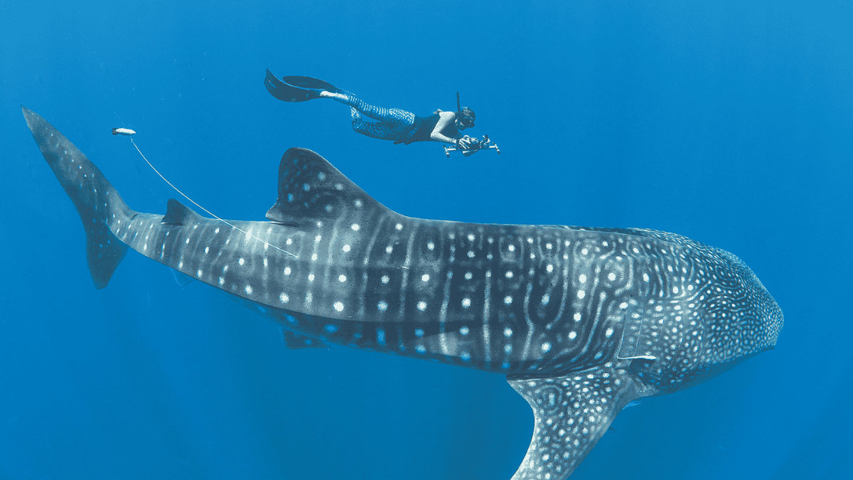Whaleshark couverture