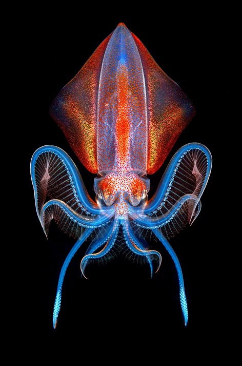 Diamond squid