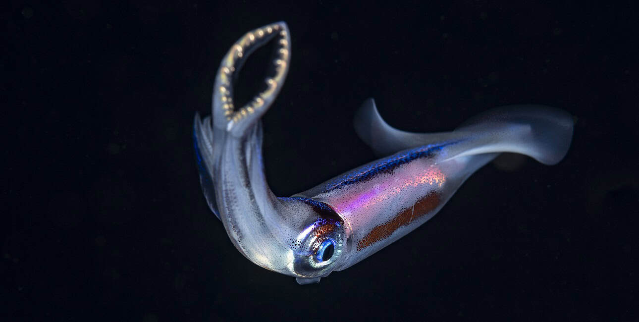 Expedition pelagos plancton migration verticale céphalopode calmar ds