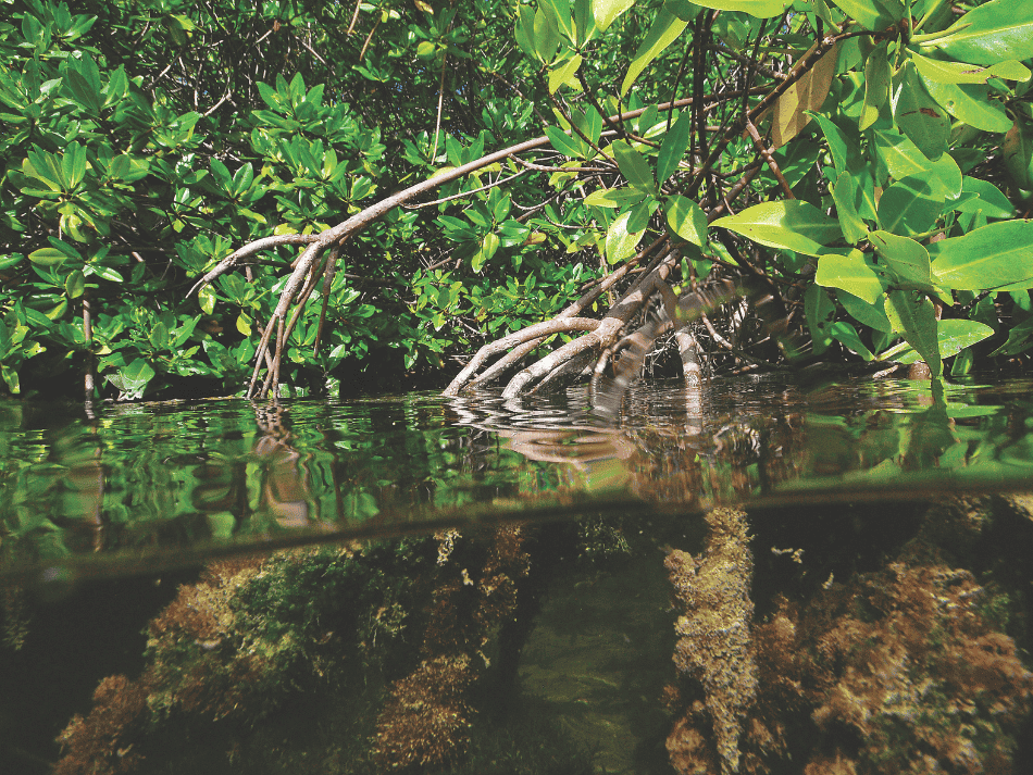 Mangrove (9)