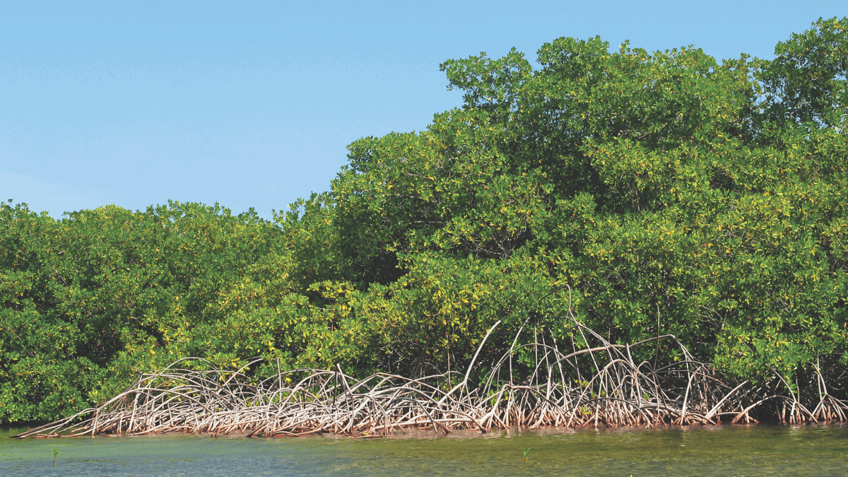 Mangrove