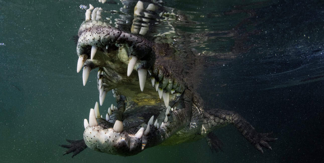 Nicolas barraque cuba jardin de la reine decembre 2021 crocodile de