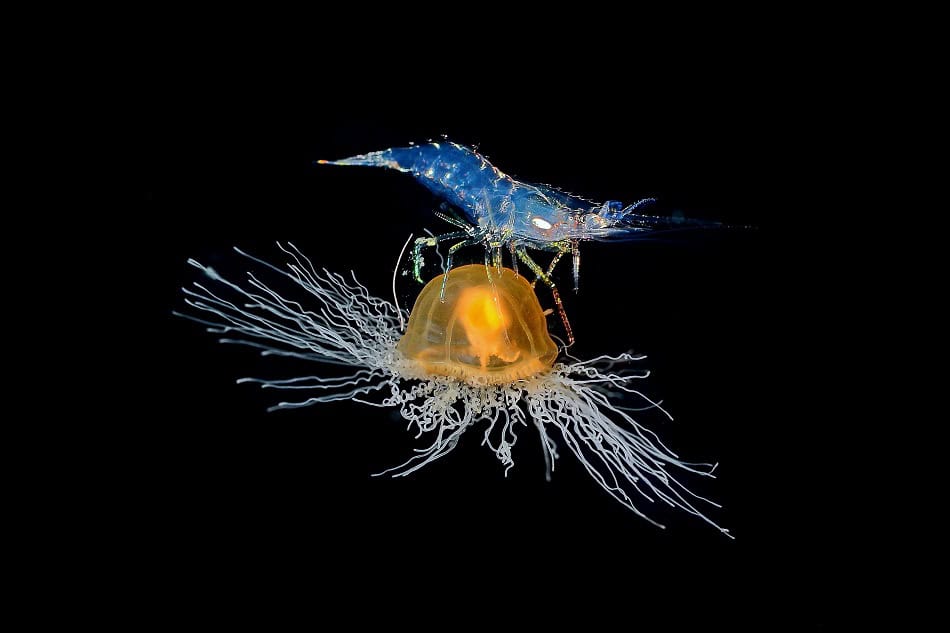 Shrimp on immortal jellyfish