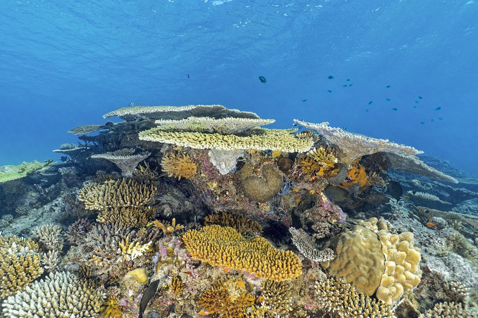 Ambiance corail, mayotte