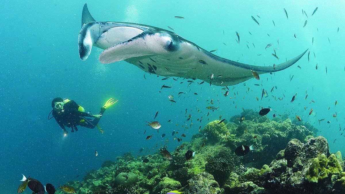 Bdp maldives