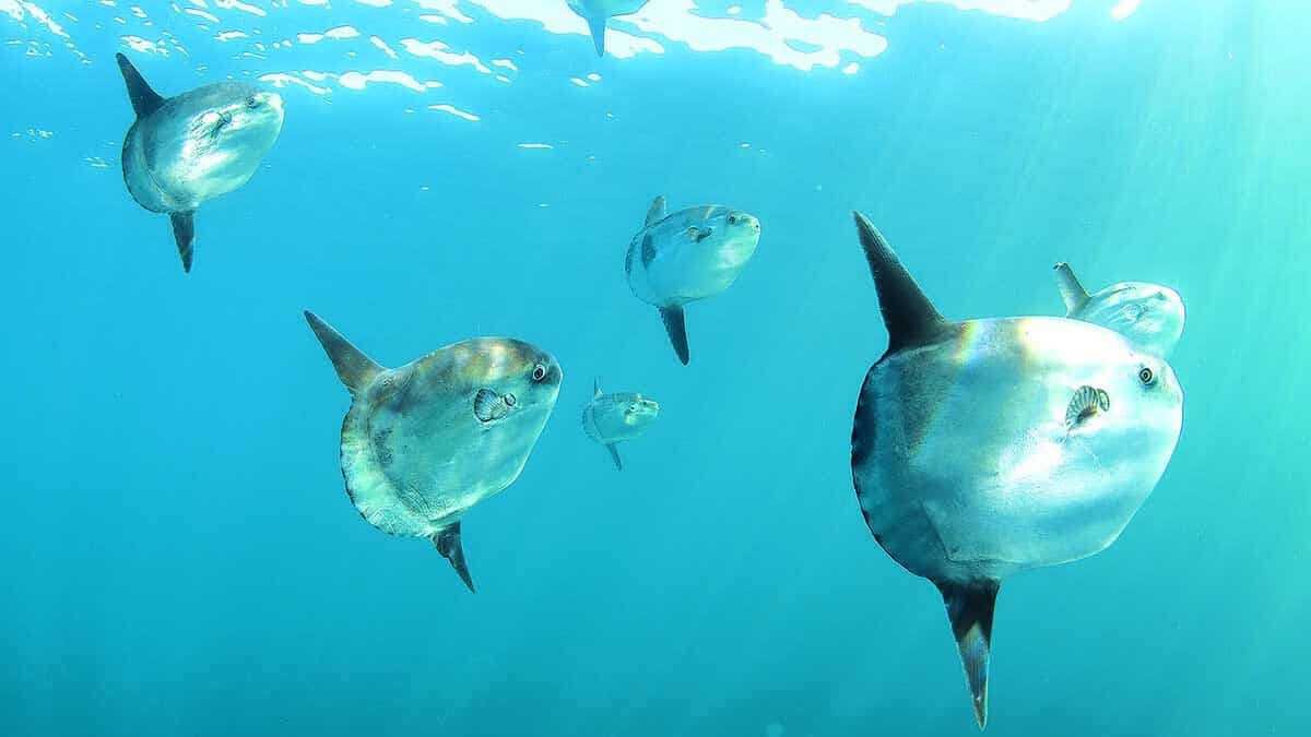 Mola