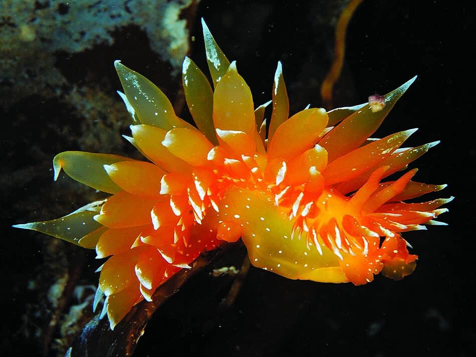 Nudi orange