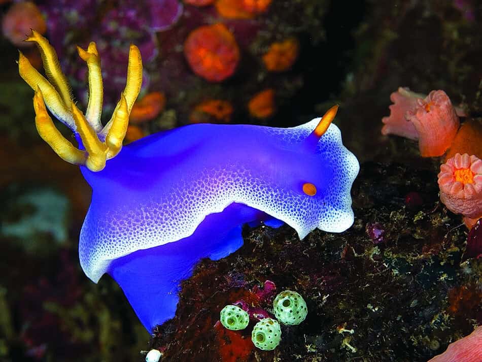 Nudibranche