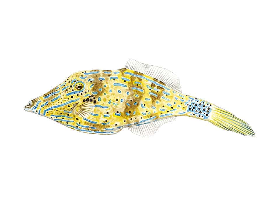 Poisson lime gribouille dessin optim