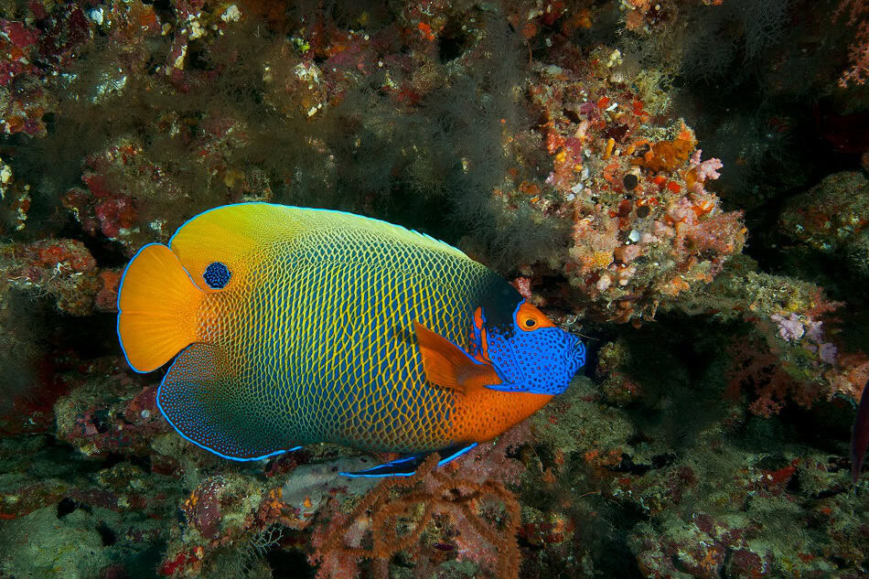 Poisson ange d8040