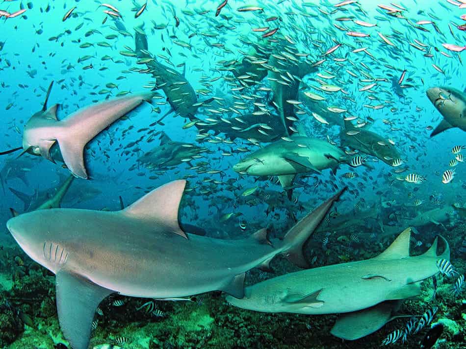 Requin 1